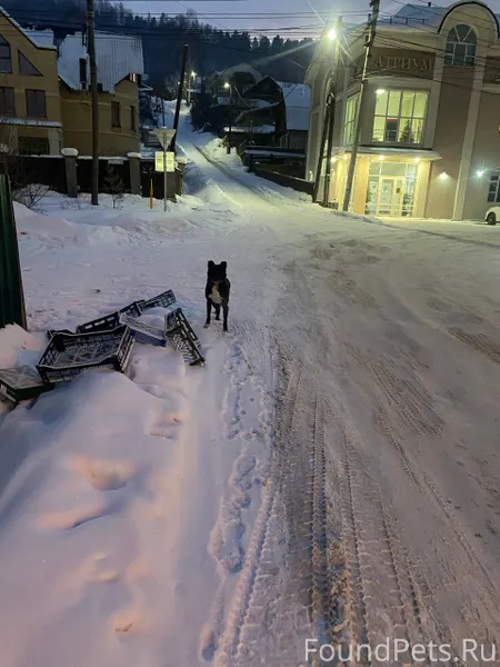 #найденКотопес04 Хозяева найди...