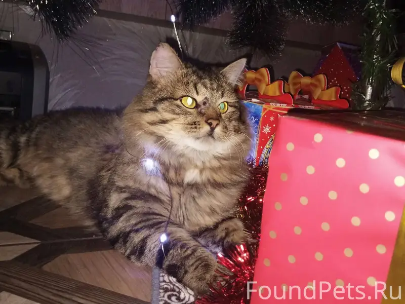 ПРОПАЛ КОТ‼️ Пропал кот сибирс...