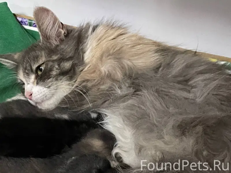 06.01.2026 пропала кошка около...