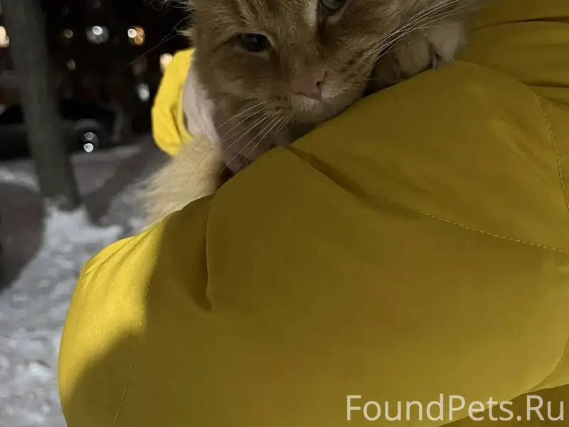 НАЙДЕН КОТ! Ручной, большой, к...