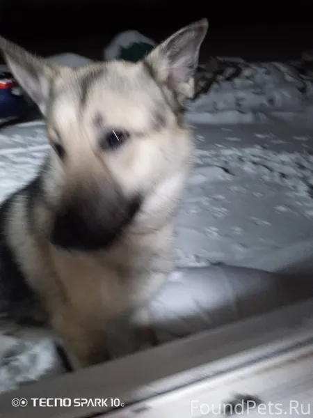 Добрый вечер! Чья то собака пр...