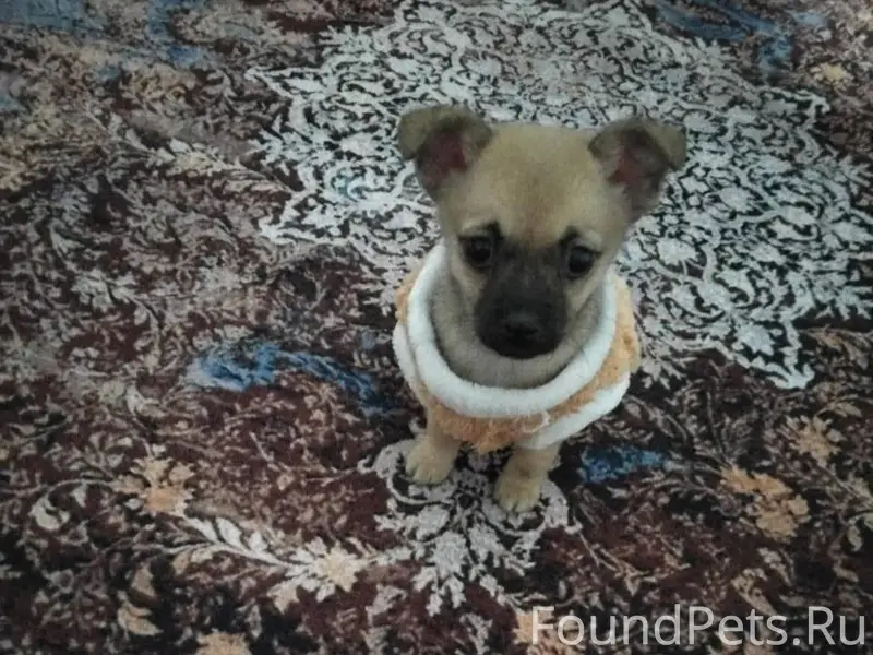 Убежал щенок, с.Прасковея,райо...