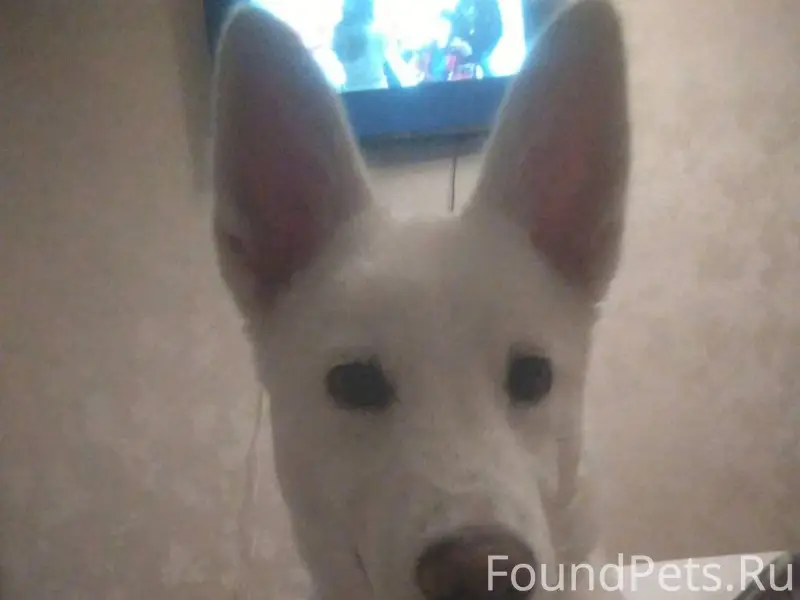 Пропала собака в районе Комсом...