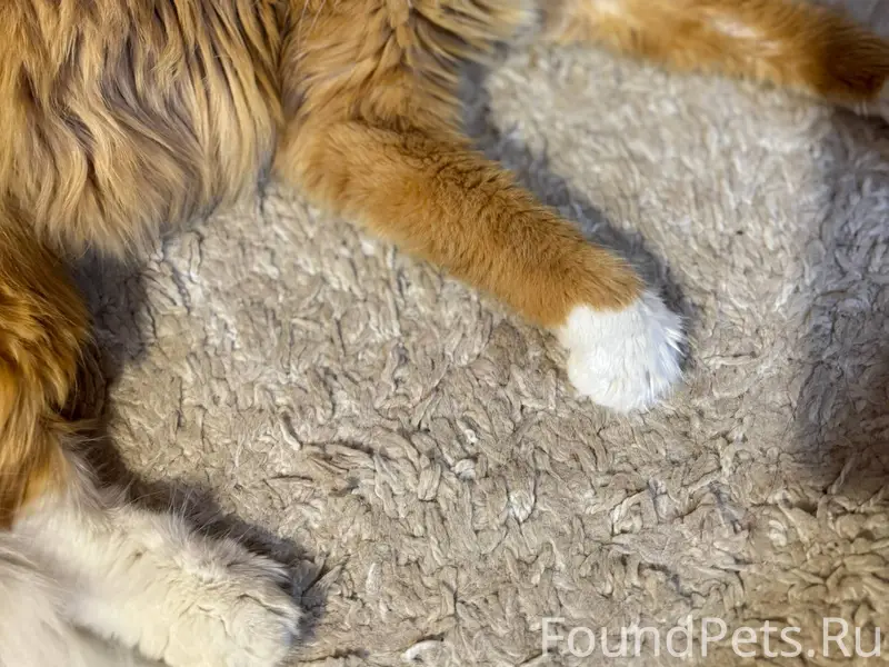 Найден кот на улице, видно что...