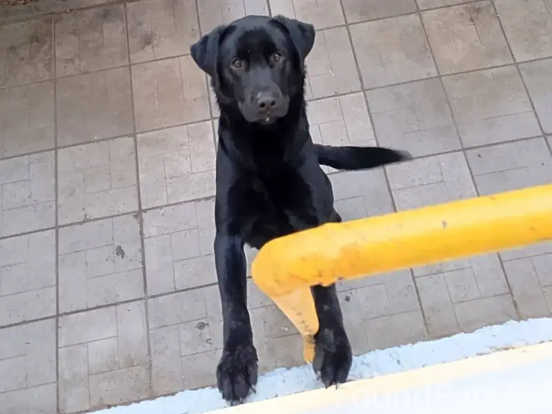 **Найден щенок лабрадора** Нед...