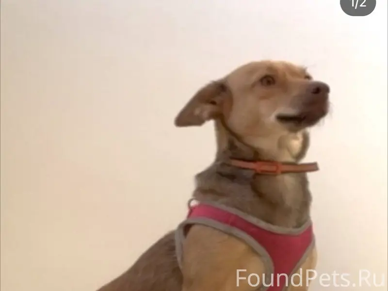 🆘🆘🆘🆘🆘🆘🆘🆘🆘🆘🆘🆘🆘🆘 Пропала собака ...