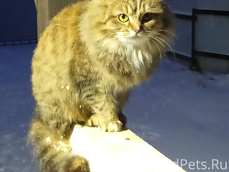 Сегодня утром пропала кошка. Е...