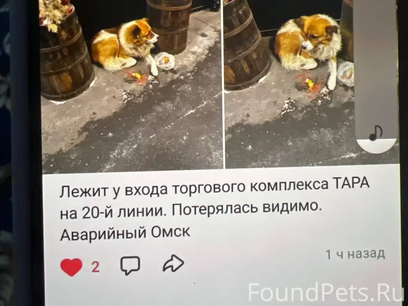 Пропала собака помогите найти ...