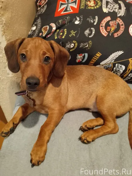 Сорвался с поводка щенок и убе...