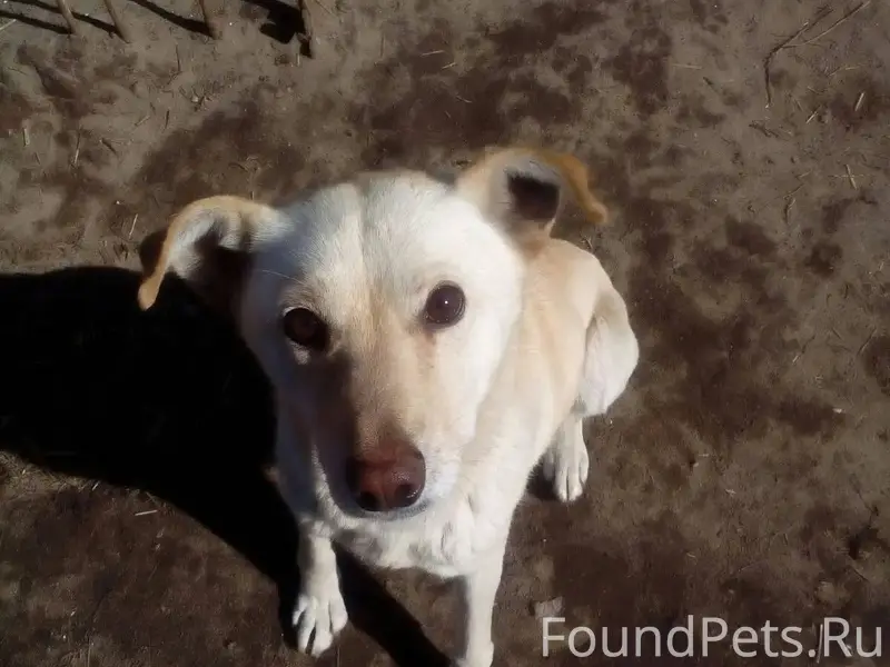 Пропала собака в районе церкви...