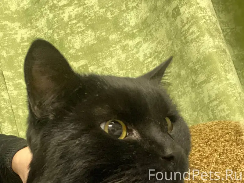 ❗️Найден кот! Ищем хозяина! Пр...