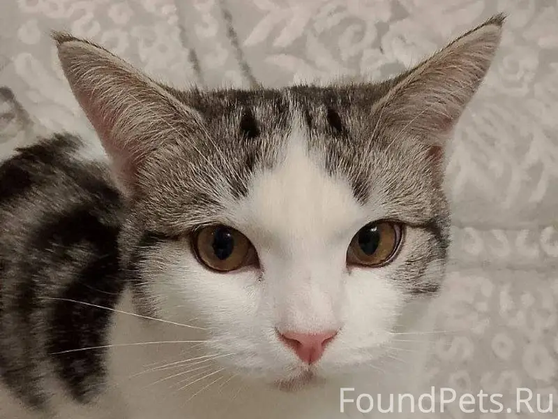 Здравствуйте, пропал кот в рай...