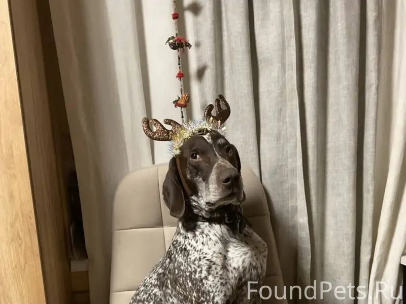 Пропал пёс🙏 если кто видел его...