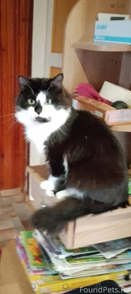 Здравствуйте. У нас пропал кот...