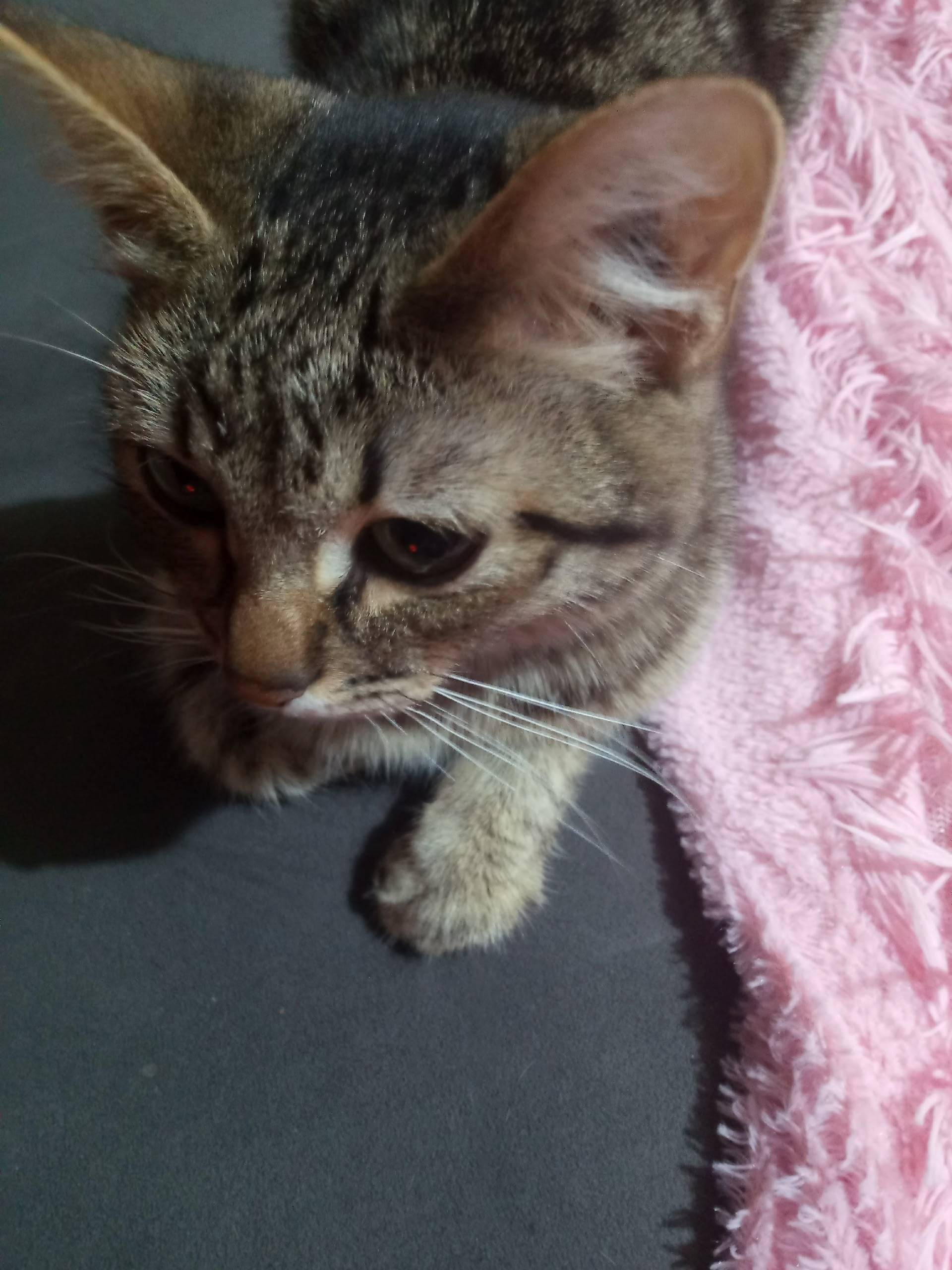 Пропал котёнок, район центр ок...