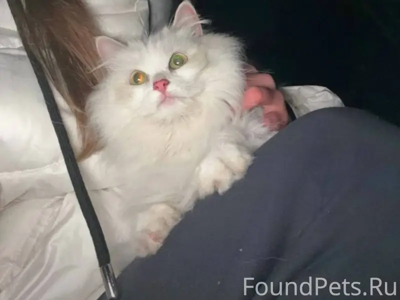 Чья потеря? Найдена кошка на З...