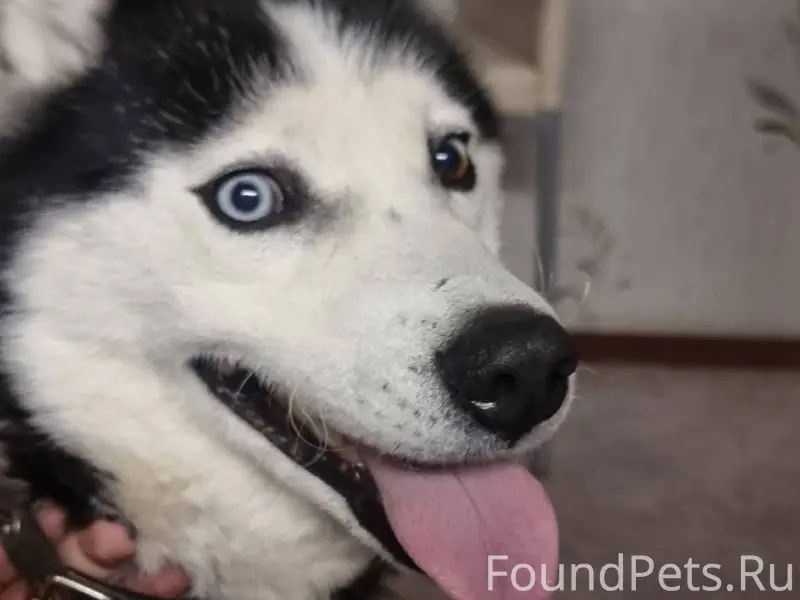 СРОЧНО Найдена собака в районе...