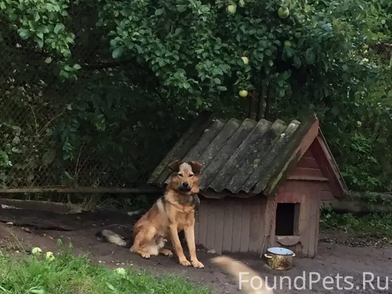 Пропала собака, по кличке Рекс...