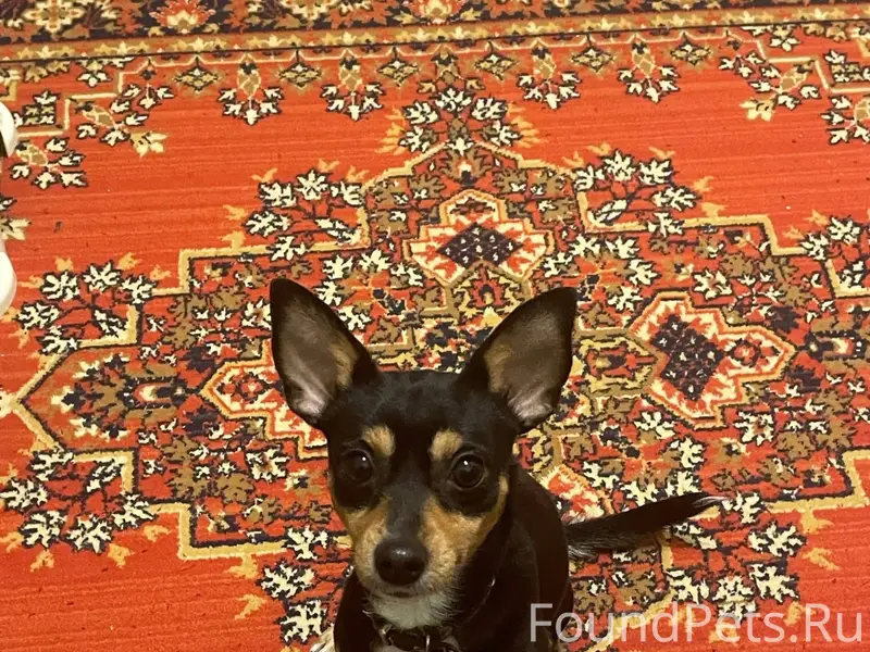 Добрый вечер, найдена собака п...