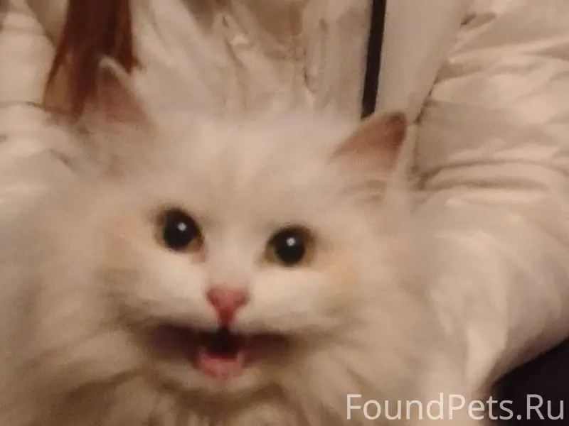 Чья потеряшка? Не хочется вери...