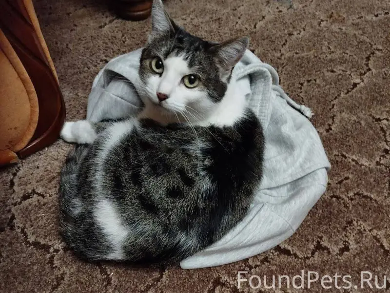 Пропала кошка 07.01.26 Убежала...