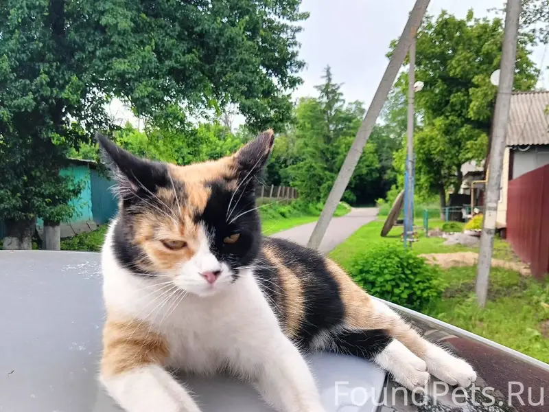 Пропала кошка в районе переезд...