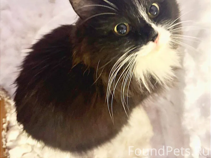 Найдена молодая кошка 7 января...