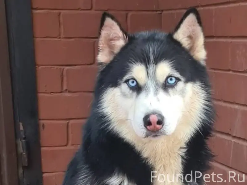 Срочно! Потерялась собака сиби...