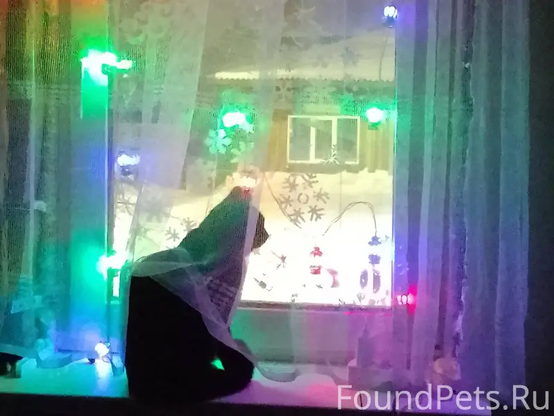 Пропал кот, чёрный с ошейником...