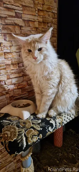 Пропал кот. Ушел гулять и не.....