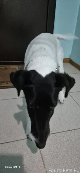 Добрый вечер,найдена собака ра...