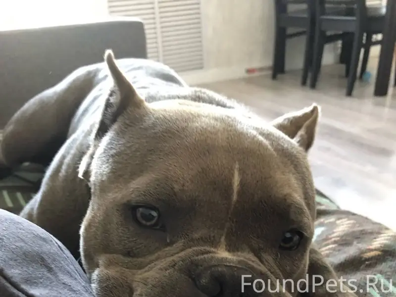 Пропала собака серый булли с б...