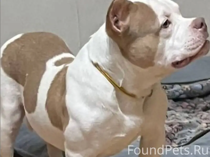 Админ, если Вам нетрудно вылож...