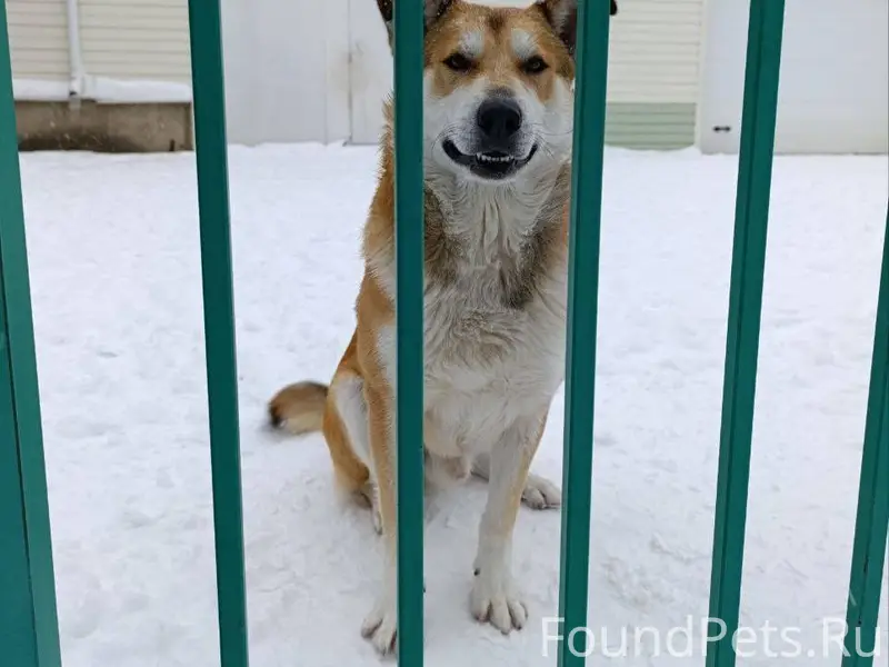 Деревня Солнцево. Прибился пес...