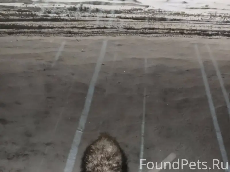 Может кто то потерял собаку? Г...