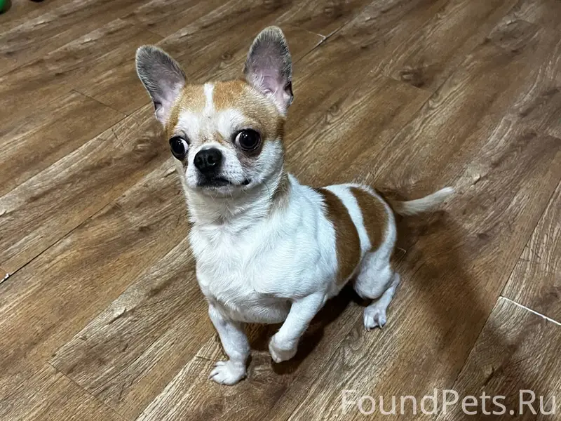 НАЙДЕН ПЕС, кобель Порода той ...