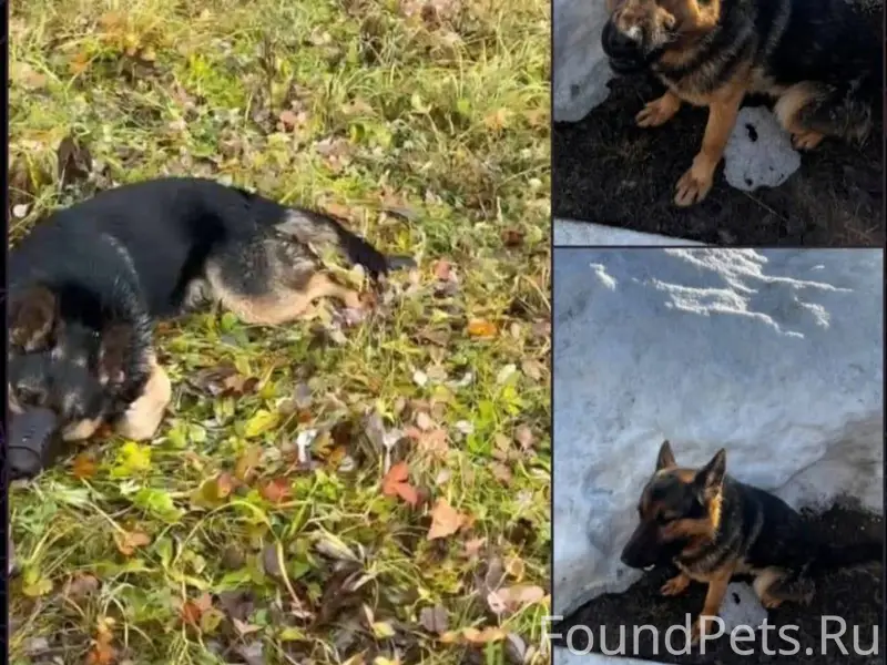 БЕЛЕБЕЙ пропал пёс по кличке Т...