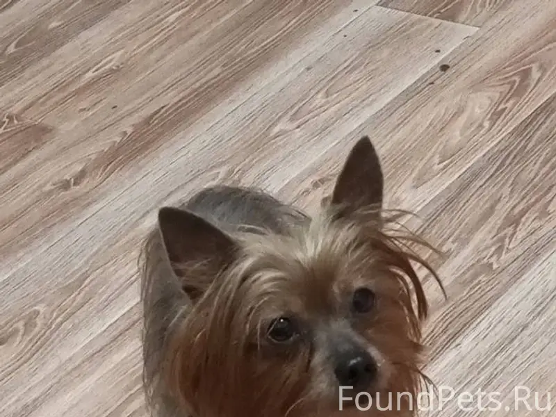 Пропала собака, кличка Тайсон,...