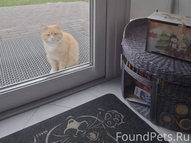 Пропал кот в районе новодворцы...