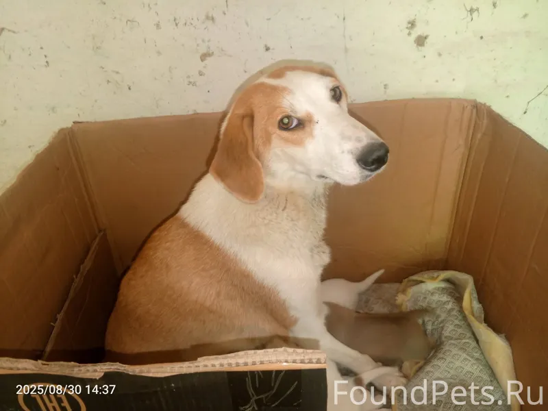 Добрый вечер, в связи с непого...