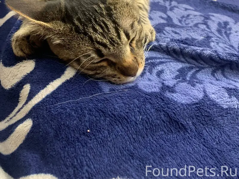 Найден котёнок мальчик, пример...