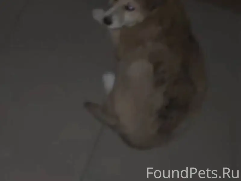 Потерялась девочка щенок около...
