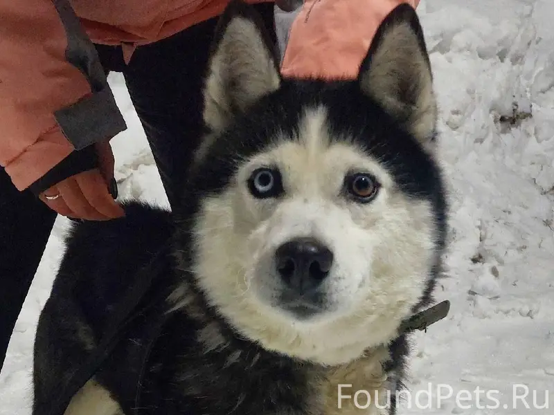 БЕРЕЗНИКИ!!!! Найдена собака, ...