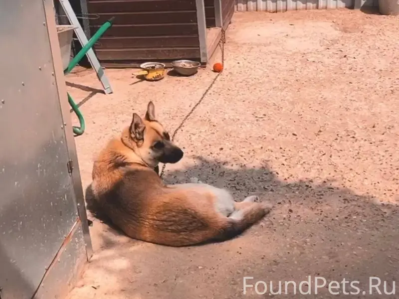 Пропала собака. с. Липицы Если...