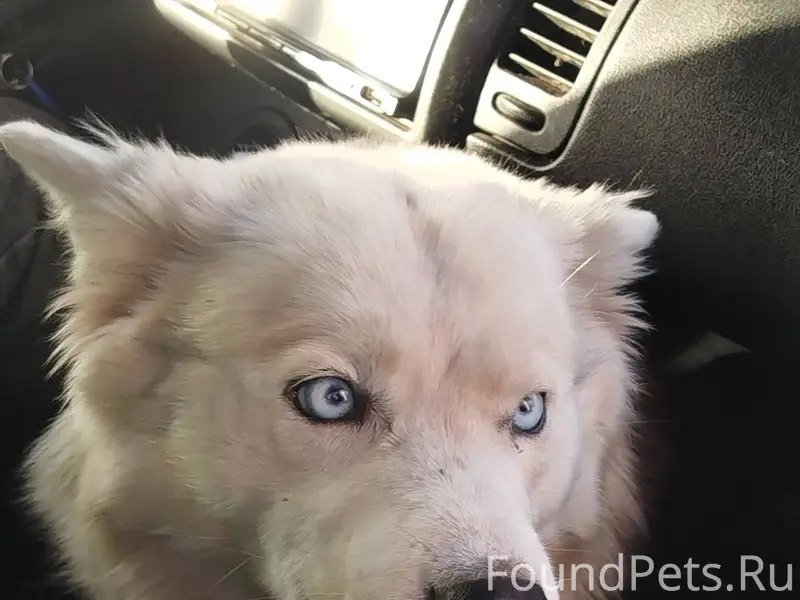 ‼️‼️ПРОПАЛА СОБАКА‼️‼️ Хаски, ...