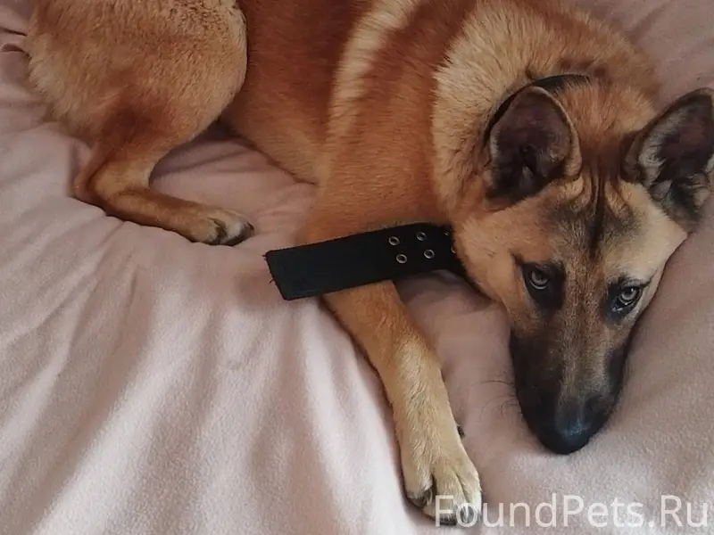 ‼️‼️‼️Пропала собака 🐕 по клич...