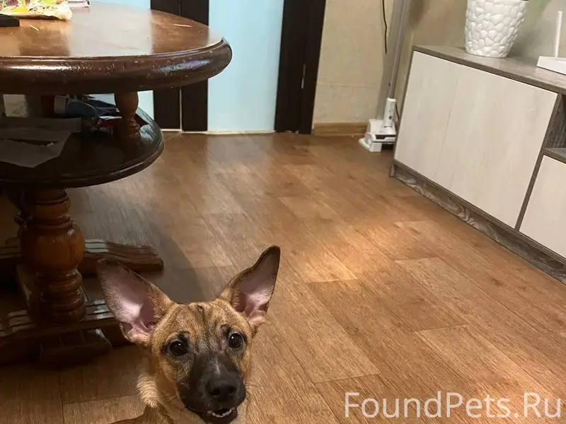 Найдена собака! Ищем хозяина! ...