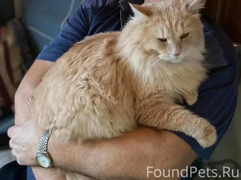 ПРОПАЛ КОТ! Помогите вернуть д...