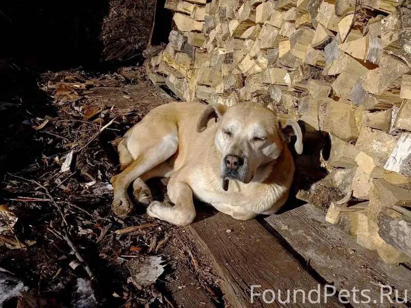У нас пропала собака! Девочка,...