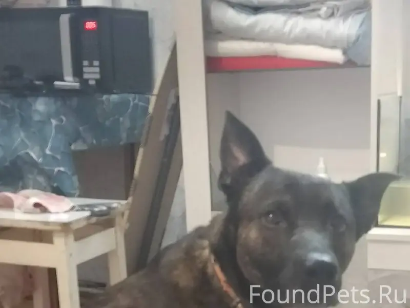 Всем здравствуйте. Пропала соб...